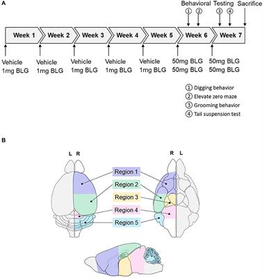 Astrogliosis Associated With Behavioral Abnormality in a Non-anaphylactic Mouse Model of Cow's Milk Allergy